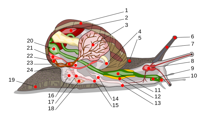 Anatomia de los caracoles partes